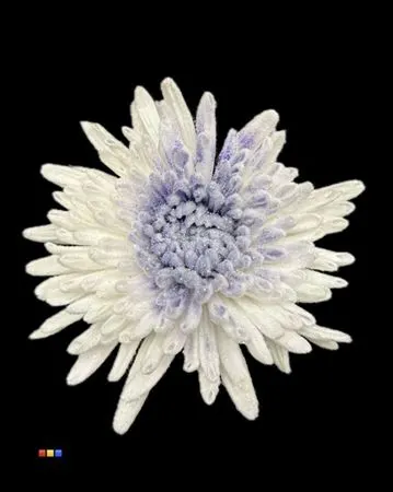 Chr G Marshmallow Purple 70 cm