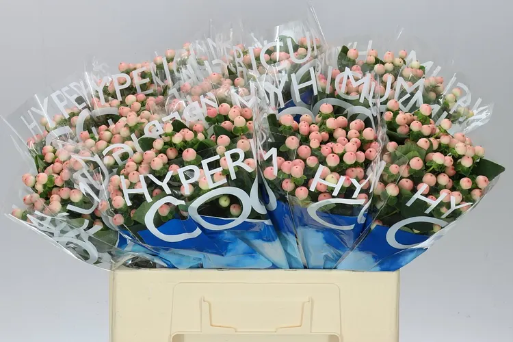 Hyp Coco Tiamo 60 cm