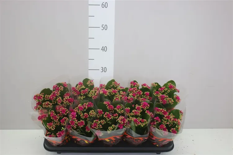 Kalanchoe Rosalina Paars črepník 10,5 cm