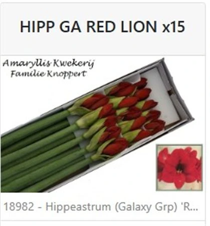 Amarylis Red Lion 75 cm