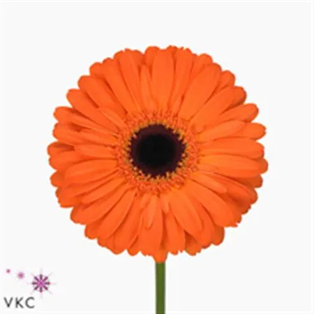 Gerb Applause 45 cm