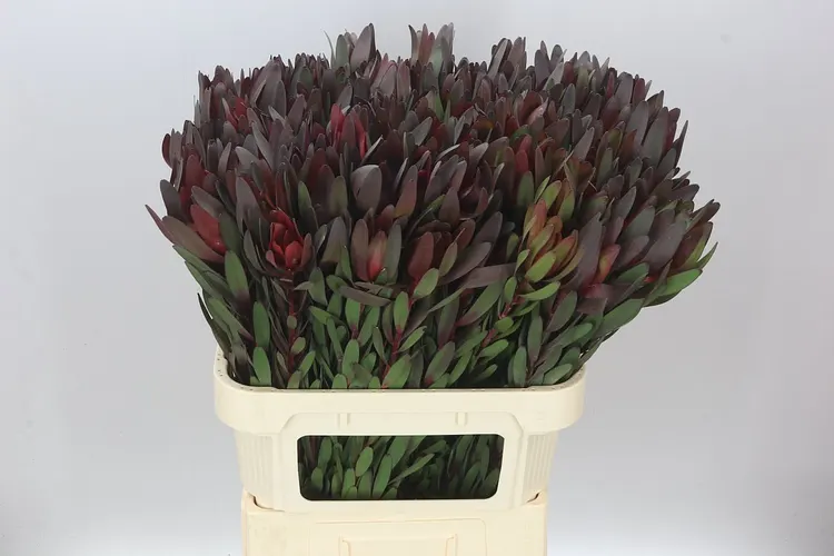 Leucadendron Safari Sunset 80 cm