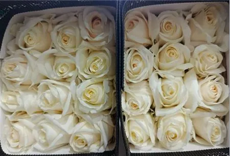 Rosa Gr Ec White Chocolate 70 cm