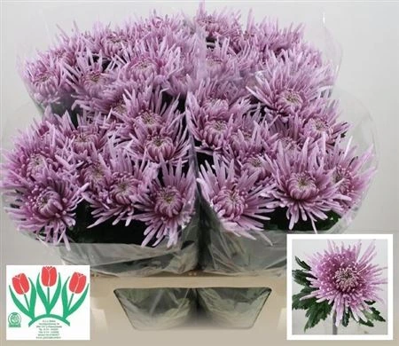 Chryzantéma veľkokvetá Cipria 70 cm