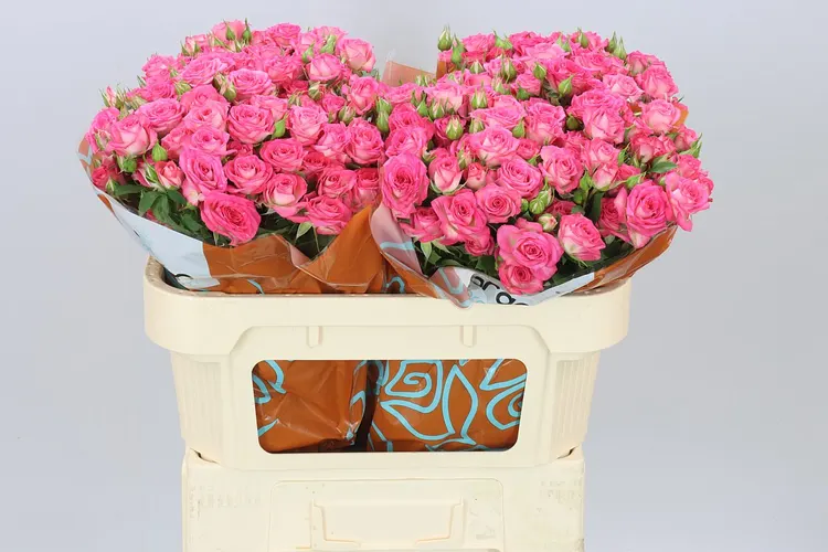 Ruža trsová Sweet Julia 70 cm