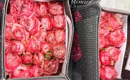 Rosa Tr Ec First Date 50 cm
