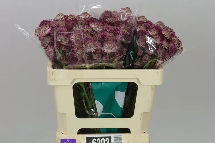 Astrantia Roma 50 cm