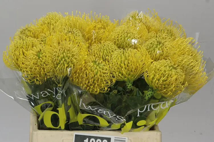 Leucospermum High Gold 40 cm