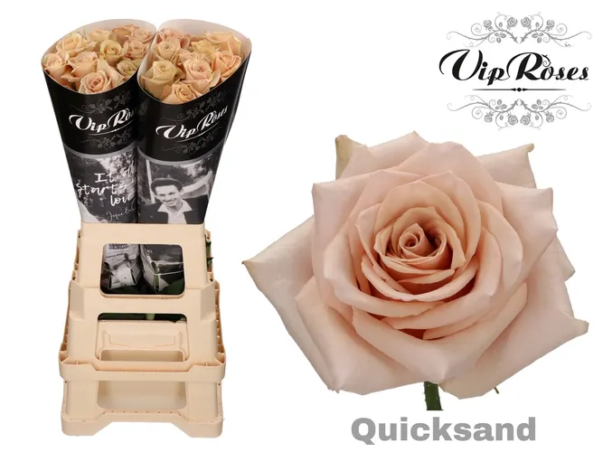 R Gr Quicksand X20 70 cm