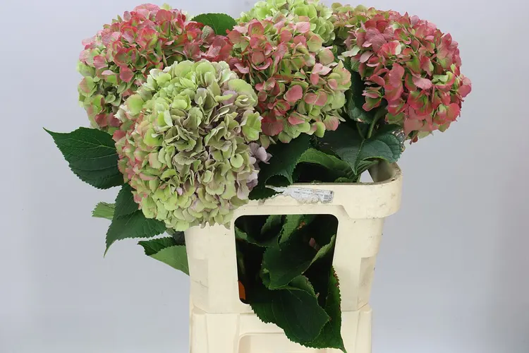 Hortenzia Salute Classic 60 cm