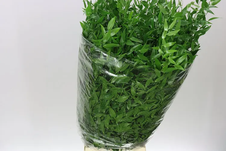 Ruscus Italia Medium L7 70 cm