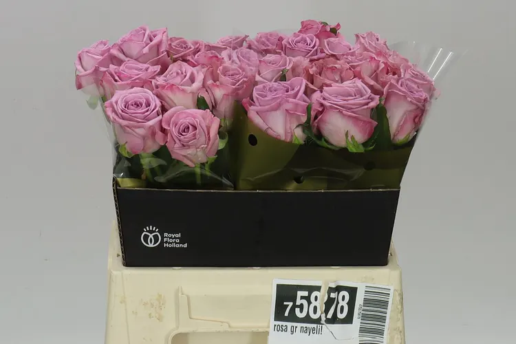 Rosa Gr Nayeli! 40 cm