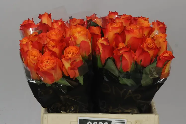 Rosa Gr Diyas Fire 40 cm