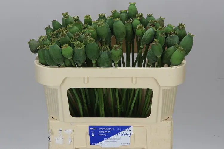 Papaver Seedheads Small 65 cm