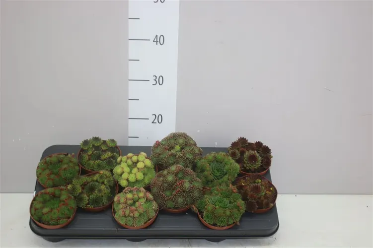 Sempervivum mix črepník 10,5 cm