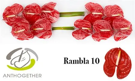 Anth Rambla