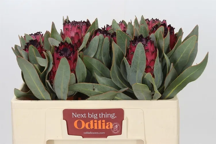 Protea Ba Ruby Princess 50 cm