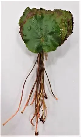 Galax Xxl 15 cm