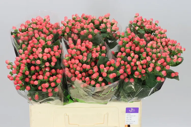 Hyperikum Sisu Flirt 60 cm