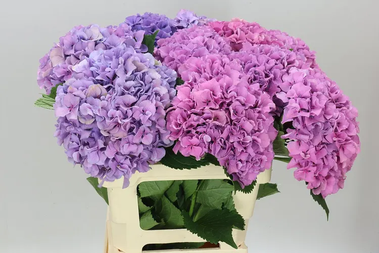 Hyd Salute Lavendel 60 cm