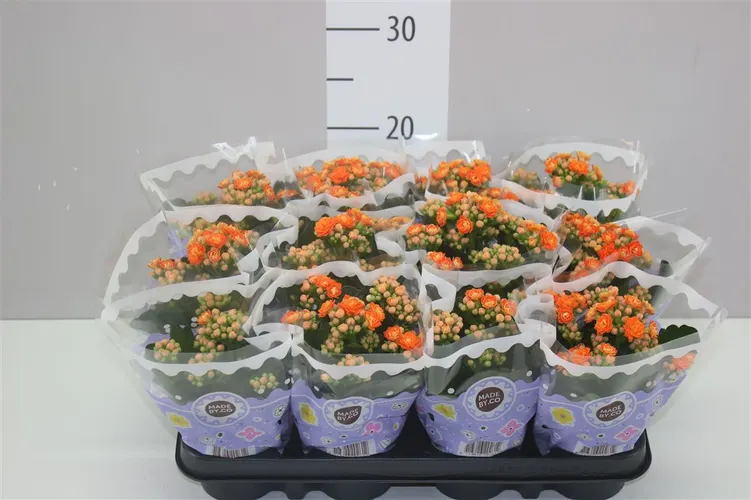 Kalanchoe Calandiva Oranje črepník 9 cm