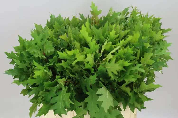 Quercus Palustrus 60 cm