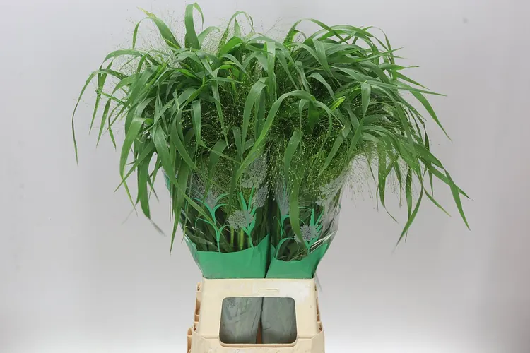 Panicum Fountain 80 cm