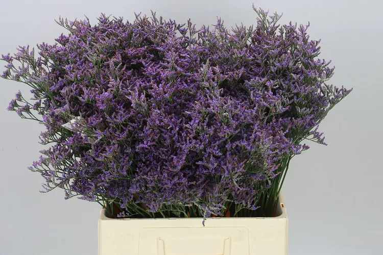 Lim. Piuma Blue 70 cm
