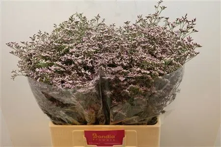 Lim. Saf Oshi Pink 60 cm