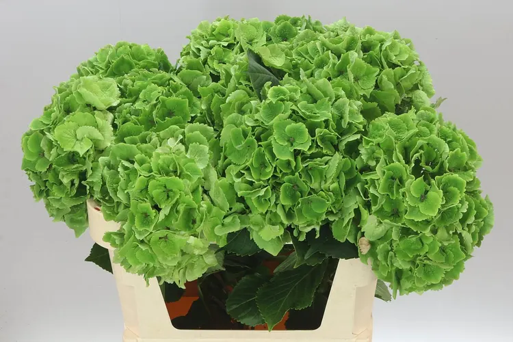 Hyd Emerald Classic 75 cm