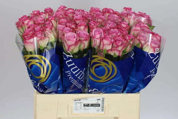 Rosa Gr Thriller 60 cm