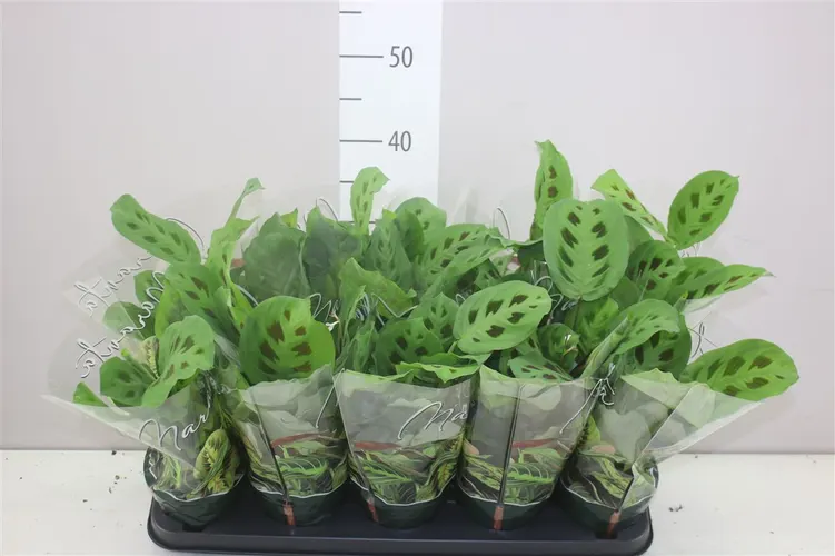 Maranta Kerchoveana črepník 12 cm
