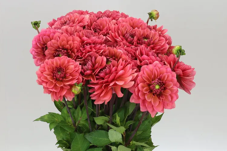 Dahlia Heleen 55 cm