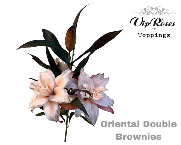 Ľalia orientálna Du Double Brownies 95 cm