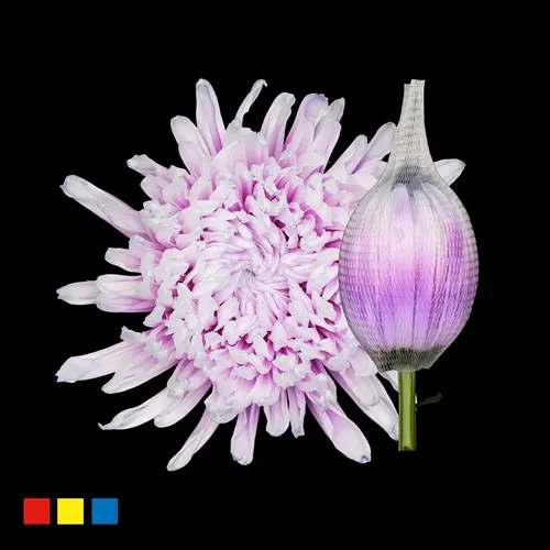 Chr G Stravina Pastel Milka 70 cm