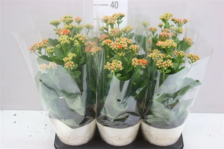 Kalanchoe Sunny Orange črepník 14 cm