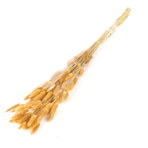 Dried Lagurus Light Brown 70 cm