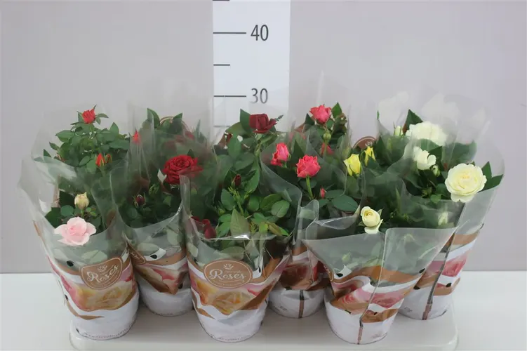 Ruža črepníková Favourite mix črepník 10,5 cm
