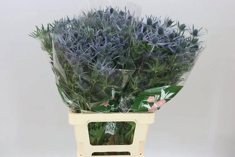 Eryngium Blue Lagoon 70 cm