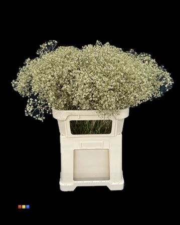 Gypsofila Xlence Gold 80 cm