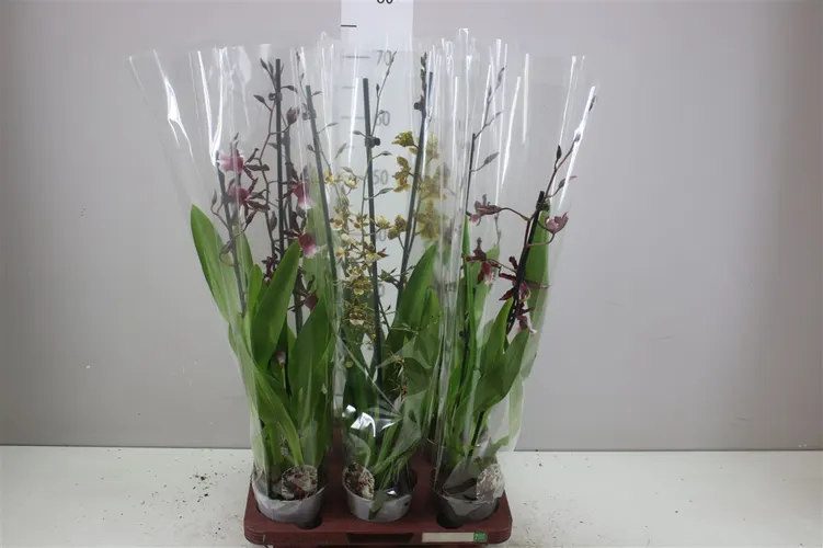 Orchidea Cambria mix, 2 výhony