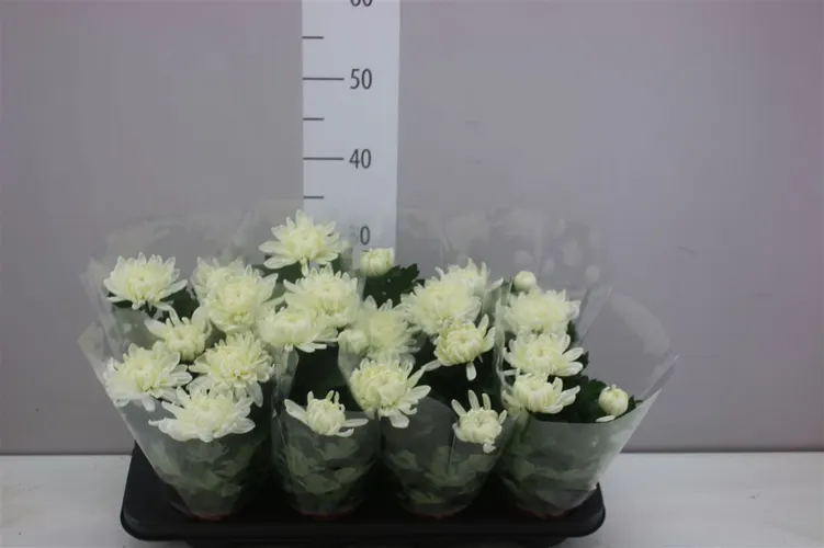Chryzantéma črepníková Deco biela črepník 12 cm