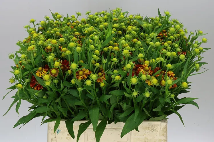 Helenium Autumn Fire 60 cm