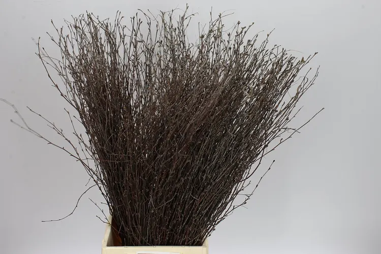 Berk Naturel 70 cm