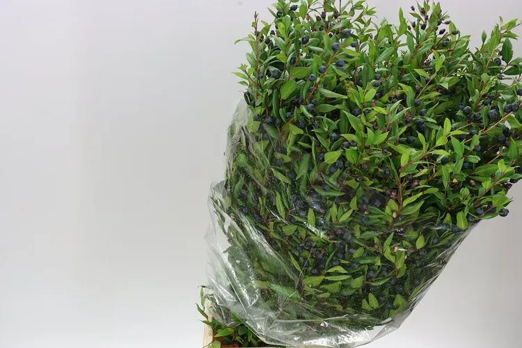 Myrthus Berries 65 cm