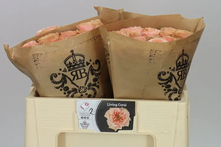 Rosa Gar Living Coral 50 cm