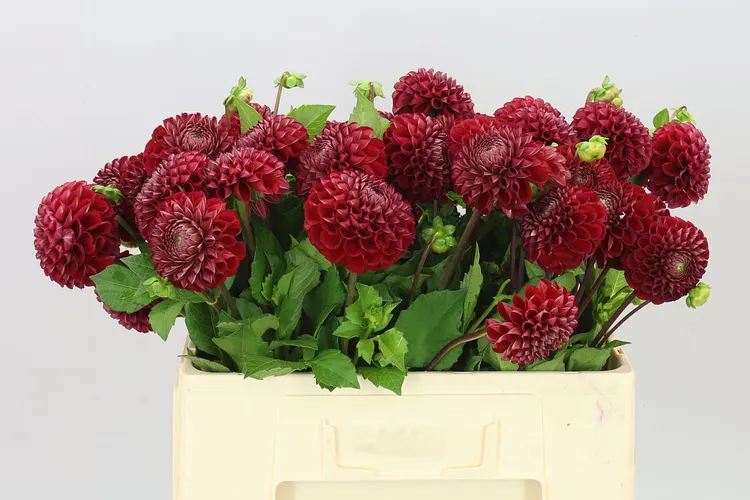 Dahlia Cornel 50 cm