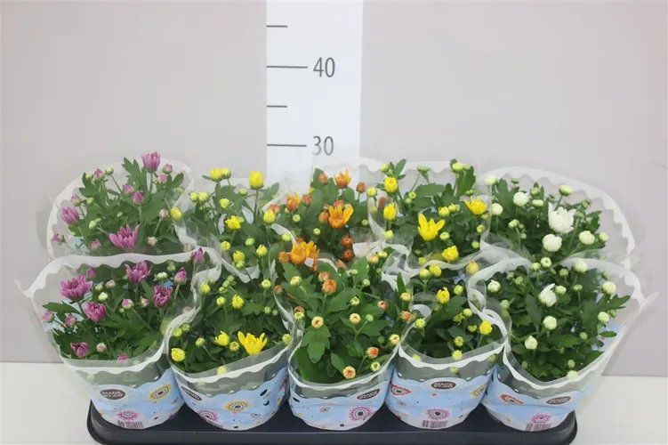 Chryzantéma črepníková mix plnokvetá črepník 12 cm