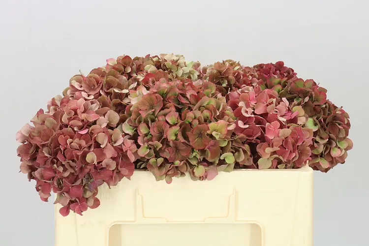 Hyd Ruby Pink Classic 50 cm