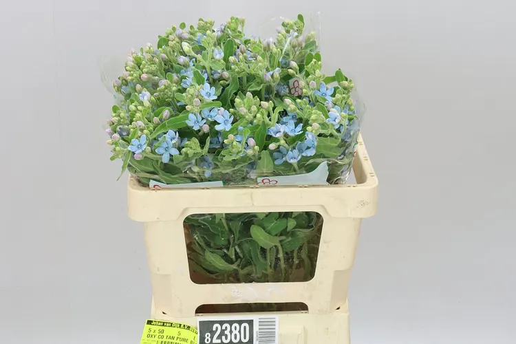 Oxypetalum Coeruleum 55 cm